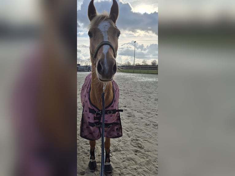 Palomino Klacz 7 lat 140 cm Izabelowata in Werne