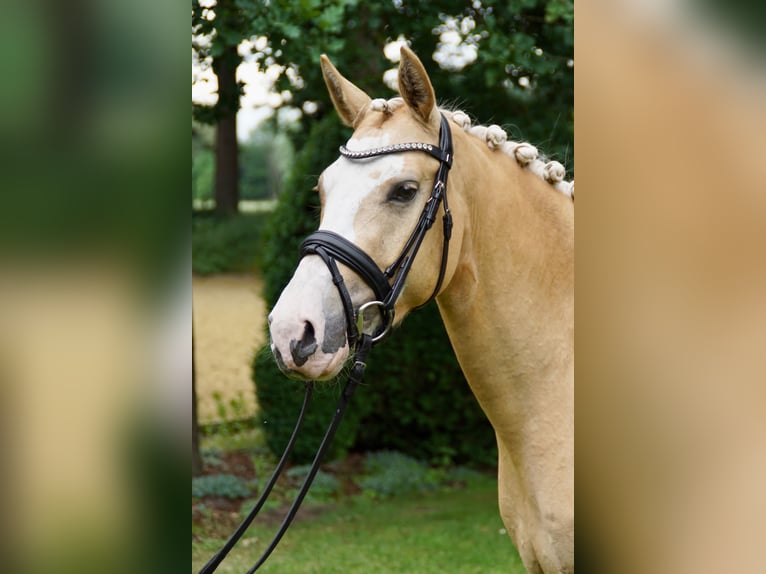 Palomino Klacz 7 lat 142 cm Izabelowata in Zossen