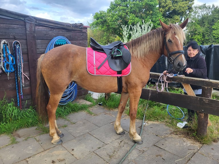 Palomino Mix Klacz 7 lat 156 cm Kasztanowata in Weilerswist