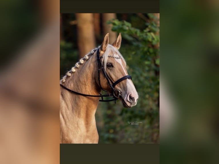 Palomino Klacz 7 lat 162 cm Izabelowata in Wathlingen