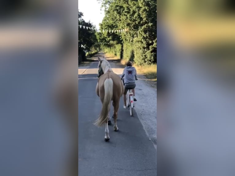 Palomino Klacz 7 lat 162 cm Izabelowata in Wathlingen