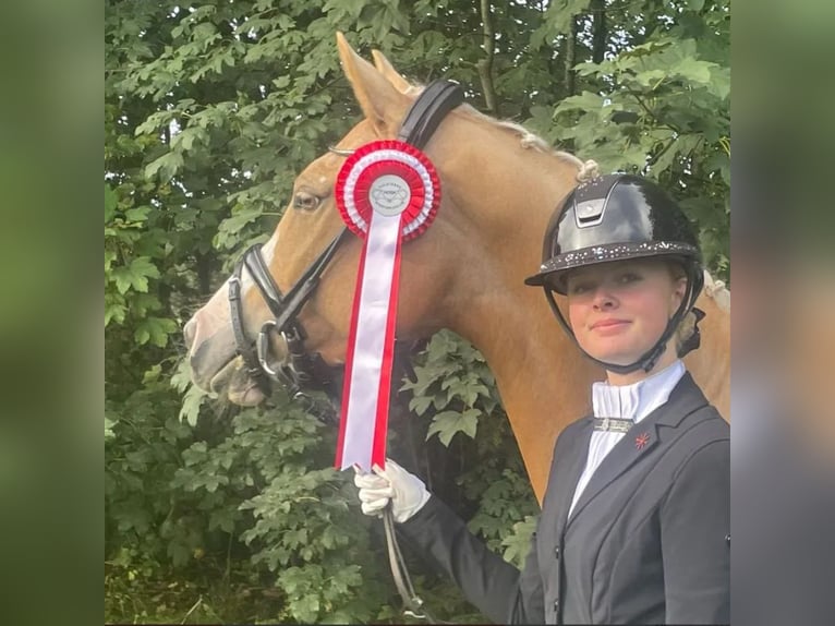 Palomino Klacz 9 lat 148 cm Izabelowata in Tarm