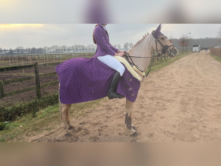 Palomino Klacz 9 lat 148 cm Izabelowata in Meijel