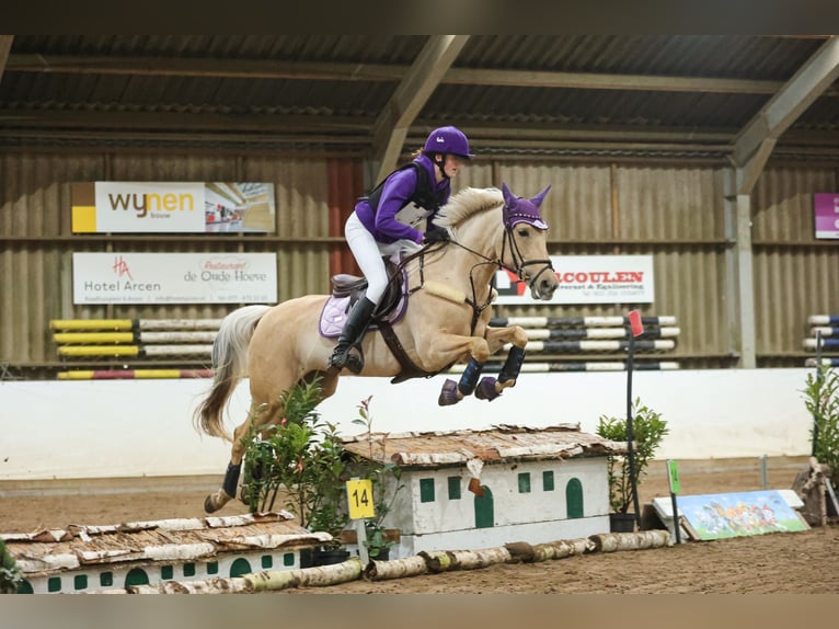 Palomino Klacz 9 lat 148 cm Izabelowata in Meijel