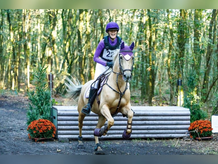 Palomino Klacz 9 lat 148 cm Izabelowata in Meijel