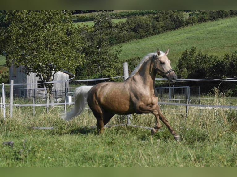 Palomino Klacz 9 lat 163 cm Izabelowata in Heidenheim