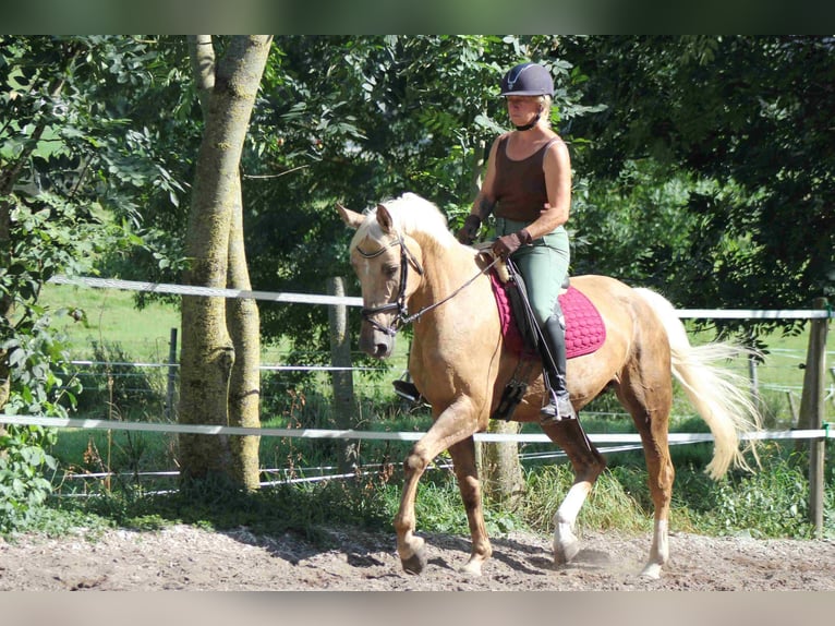 Palomino Klacz 9 lat 163 cm Izabelowata in Heidenheim