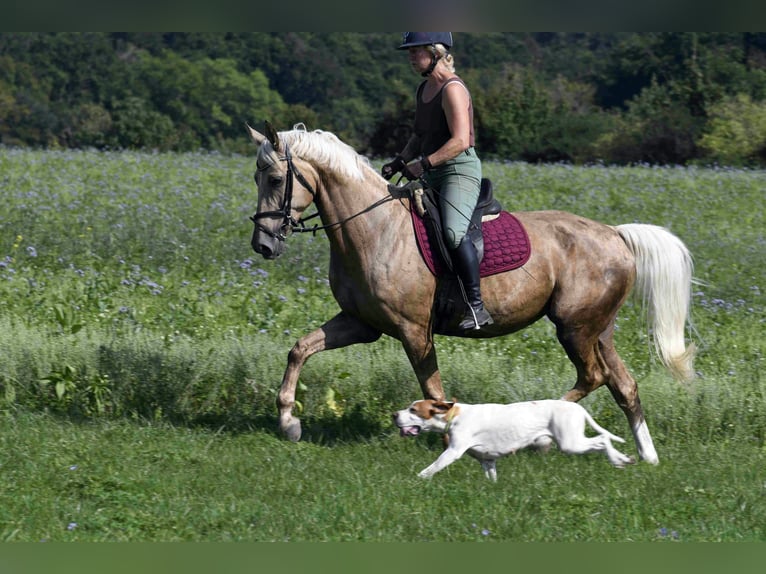 Palomino Klacz 9 lat 163 cm Izabelowata in Heidenheim