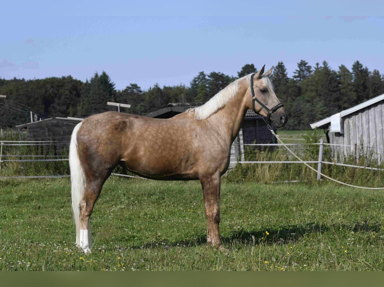 Palomino Klacz 9 lat 163 cm Izabelowata in Heidenheim