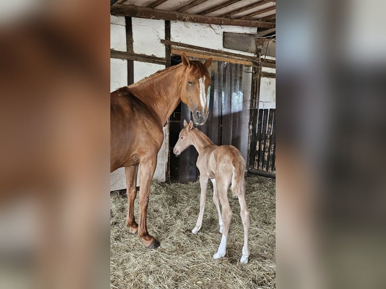 Palomino Klacz Źrebak (06/2024) 165 cm Izabelowata in Bad Grund