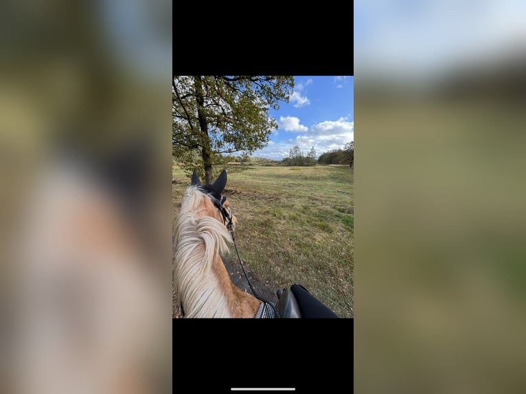 Palomino Mix Mare 11 years 15,2 hh Palomino in hoogstraten