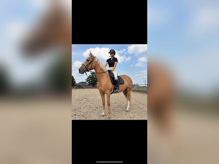 Palomino Mix Mare 11 years 15,2 hh Palomino in hoogstraten