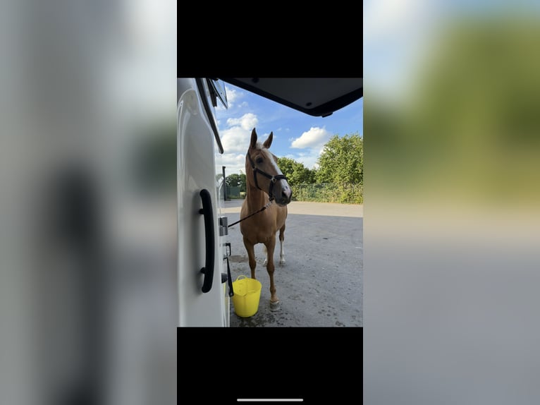 Palomino Mix Mare 11 years 15,2 hh Palomino in hoogstraten