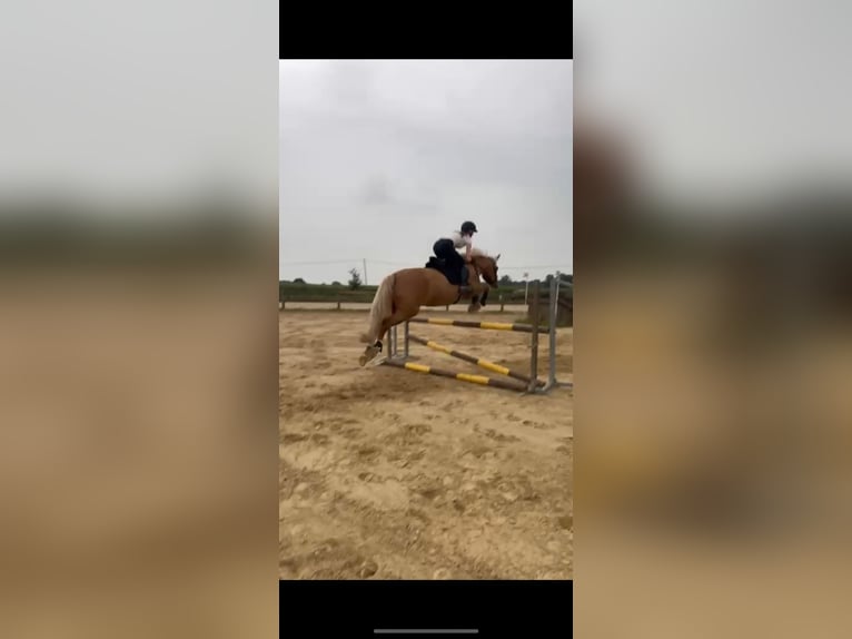 Palomino Mix Mare 11 years 15,2 hh Palomino in hoogstraten Palomino Mix Mare 11 years 15,2 hh Palomino in hoogstraten