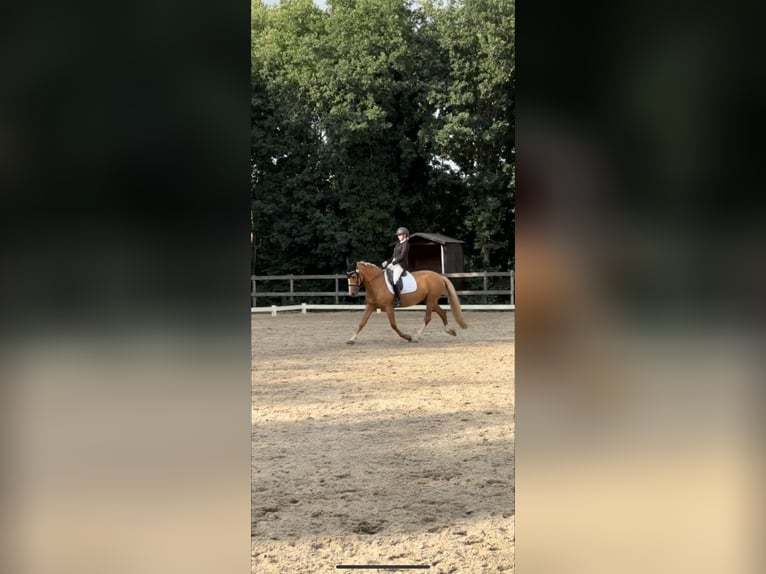 Palomino Mix Mare 11 years 15,2 hh Palomino in hoogstraten Palomino Mix Mare 11 years 15,2 hh Palomino in hoogstraten