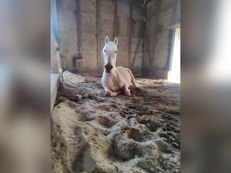 Palomino Mare 12 years 15 hh Palomino in Bad Salzdetfurth