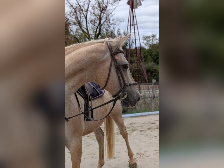 Palomino Mare 13 years 15.1 hh Palomino in st aout