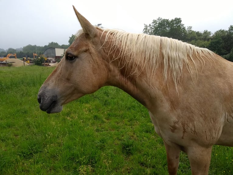 Palomino Mare 13 years 15.1 hh Palomino in st aout