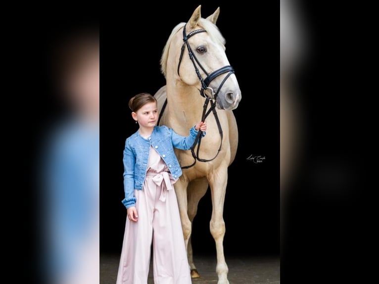 Palomino Mare 14 years 14 hh Palomino in Wechelderzande