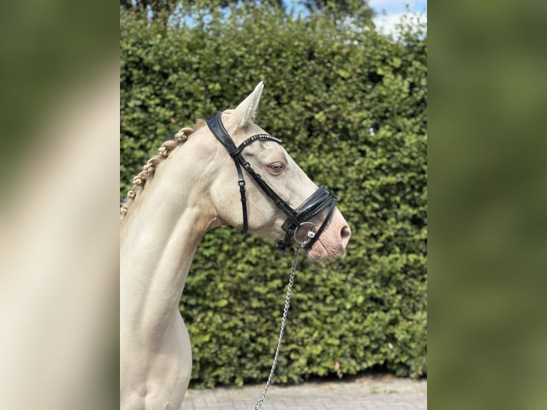 Palomino Mare 14 years 15 hh Perlino in Veghel
