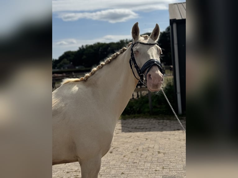Palomino Mare 14 years 15 hh Perlino in Veghel