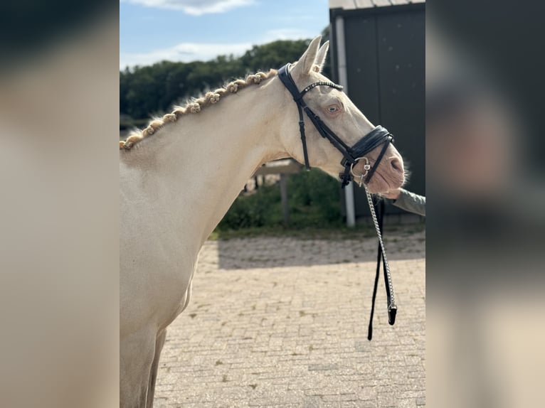 Palomino Mare 14 years 15 hh Perlino in Veghel