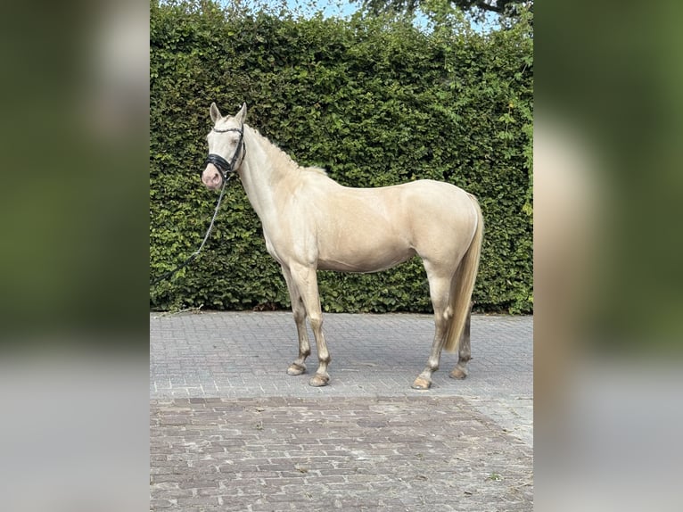 Palomino Mare 14 years 15 hh Perlino in Veghel