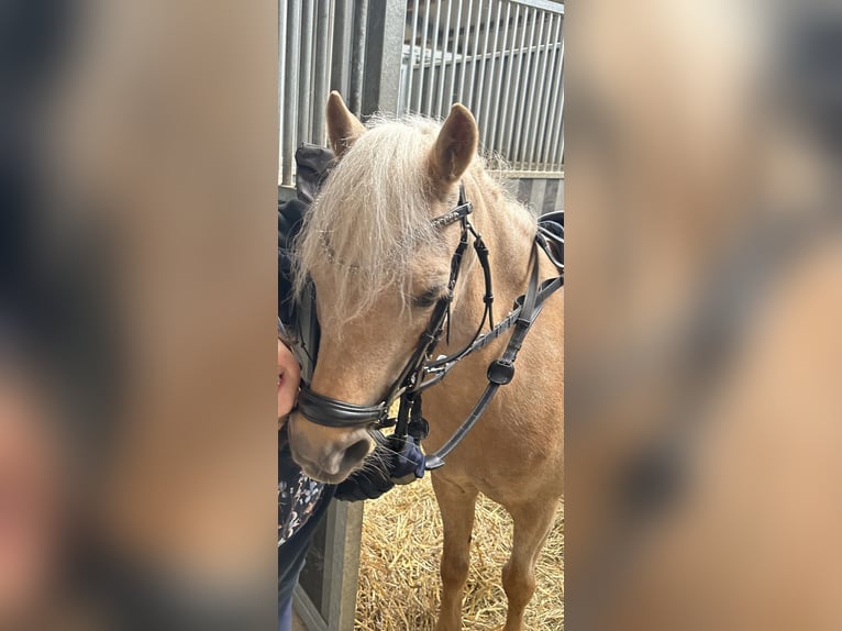 Palomino Mare 15 years 10,2 hh Palomino in Opoeteren