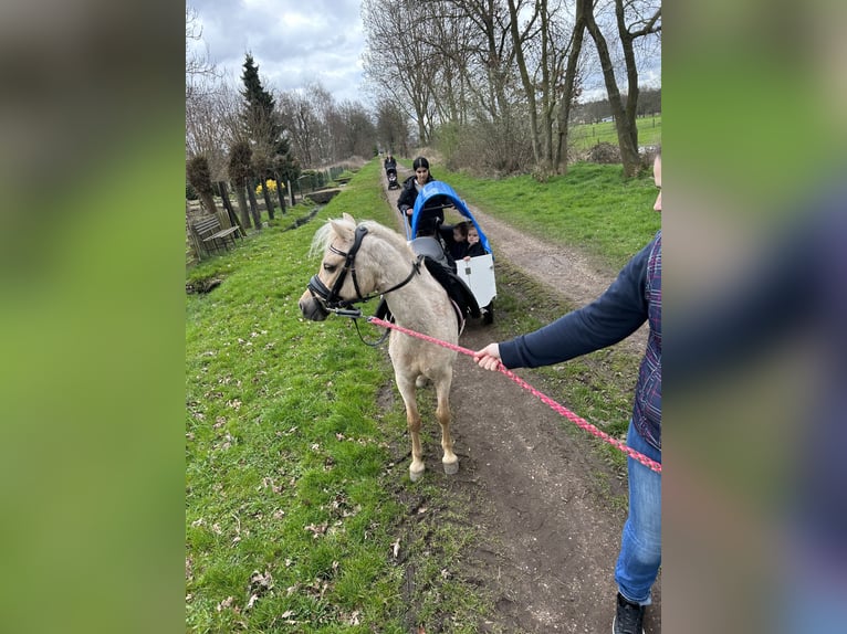 Palomino Mare 15 years 10,2 hh Palomino in Opoeteren