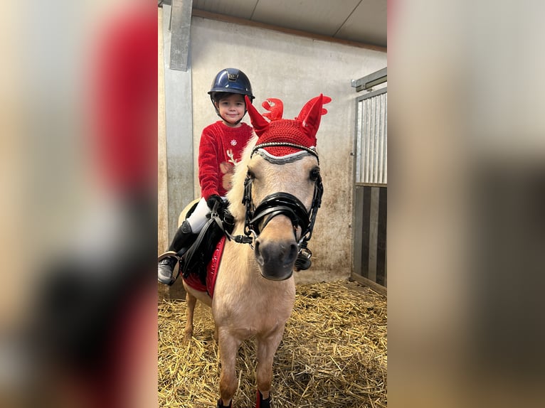 Palomino Mare 15 years 10,2 hh Palomino in Opoeteren