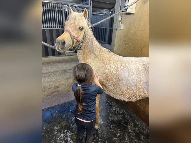 Palomino Mare 15 years 10,2 hh Palomino in Opoeteren