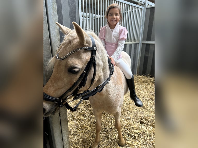 Palomino Mare 15 years 10,2 hh Palomino in Opoeteren