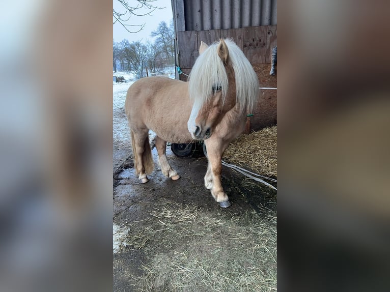 Palomino Mare 18 years 13.1 hh Palomino in Ahausen