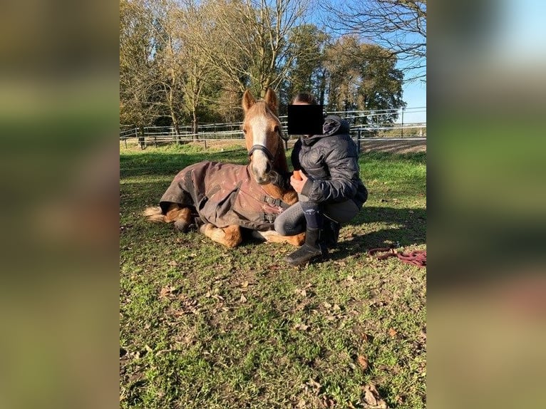 Palomino Mare 18 years 14 hh Palomino in Neuenhaus