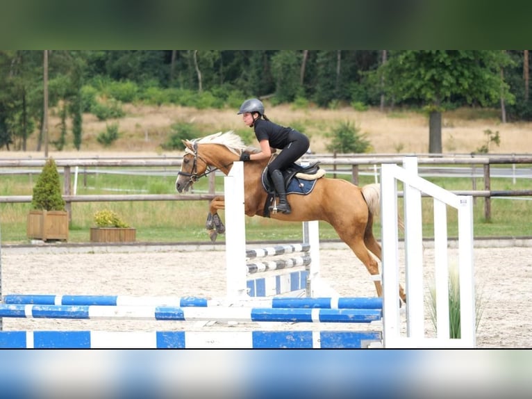 Palomino Mare 18 years 14 hh Palomino in Neuenhaus