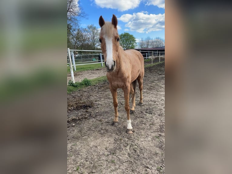 Palomino Mare 19 years 14 hh Palomino in Neuenhaus