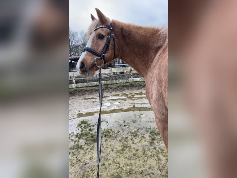 Palomino Mare 19 years 14 hh Palomino in Neuenhaus