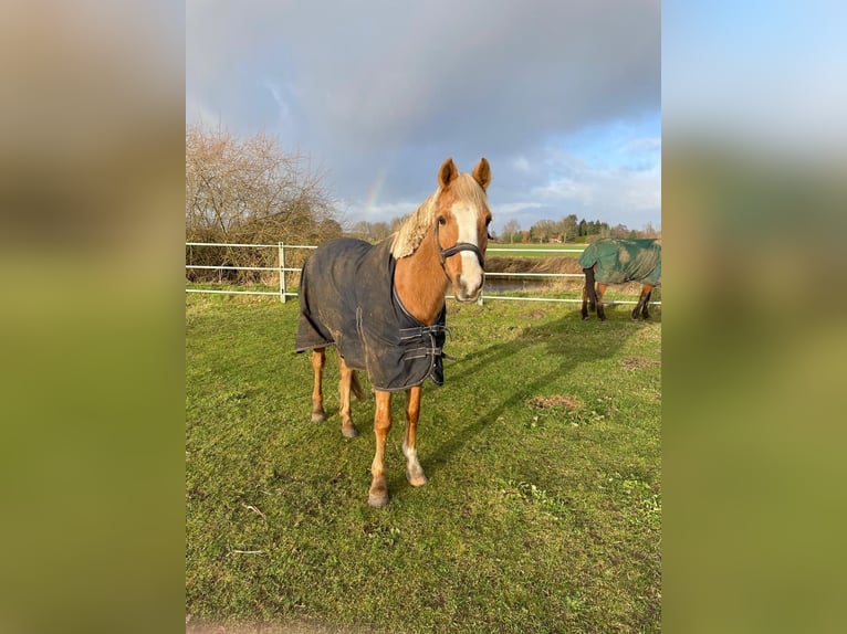 Palomino Mare 19 years 14 hh Palomino in Neuenhaus