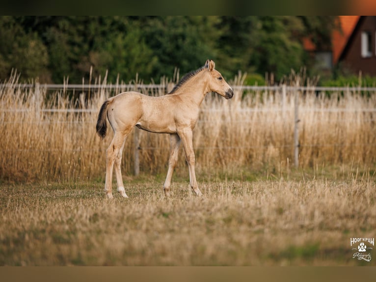 Palomino Mare 1 year 15.1 hh Buckskin in Thedinghausen