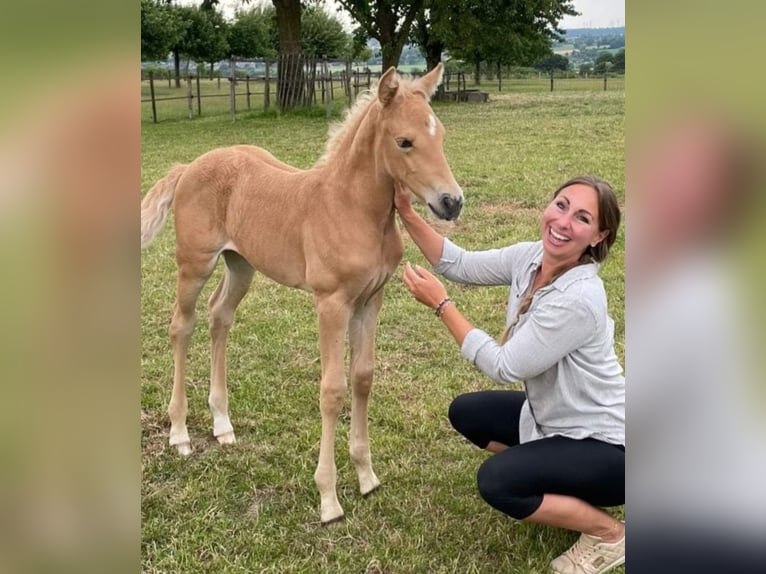 Palomino Mare 1 year 16 hh Palomino in Epen