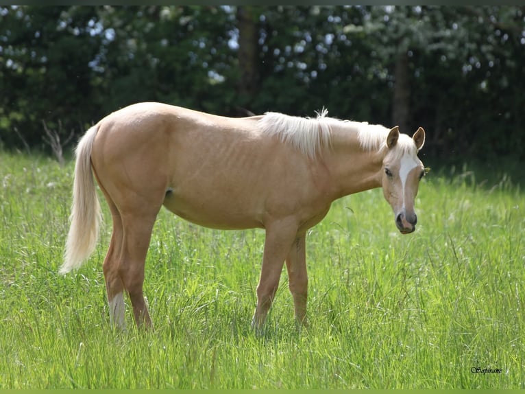 Palomino Mare 1 year  in Le Thuel