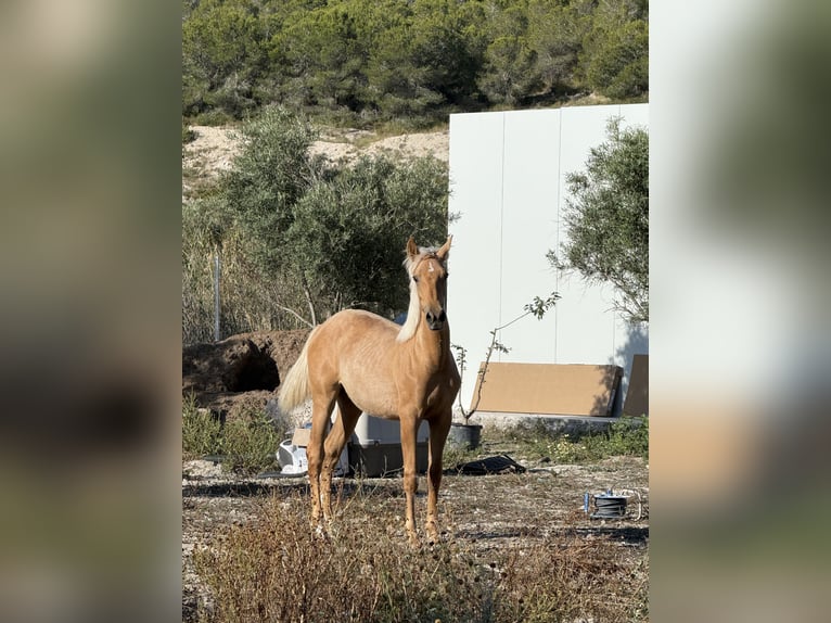 Palomino Mare 1 year Palomino in Aspe