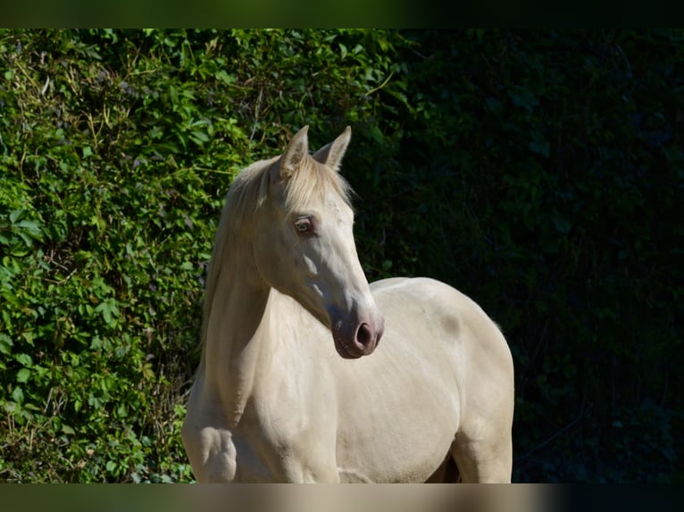 Palomino Mare 1 year Pearl in Grenoble