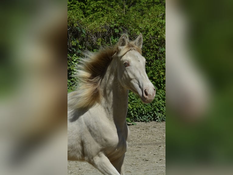Palomino Mare 1 year Pearl in Grenoble