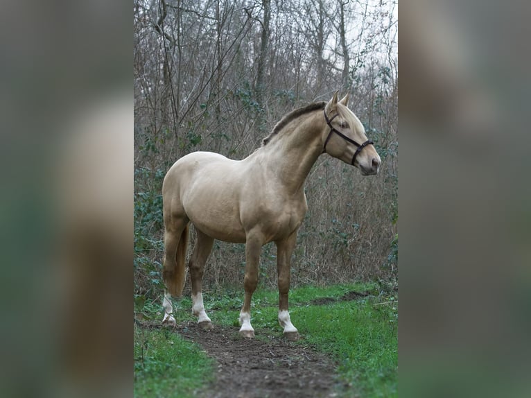 Palomino Mare 1 year Pearl in Grenoble