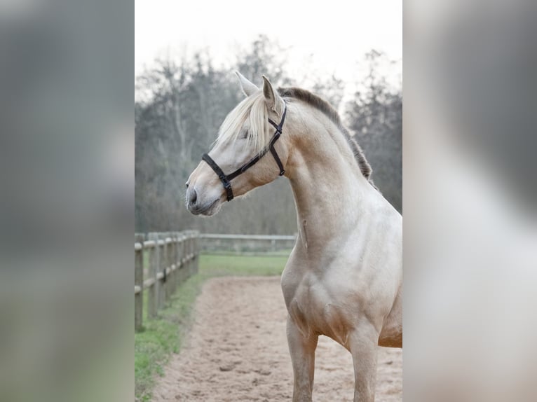 Palomino Mare 1 year Pearl in Grenoble
