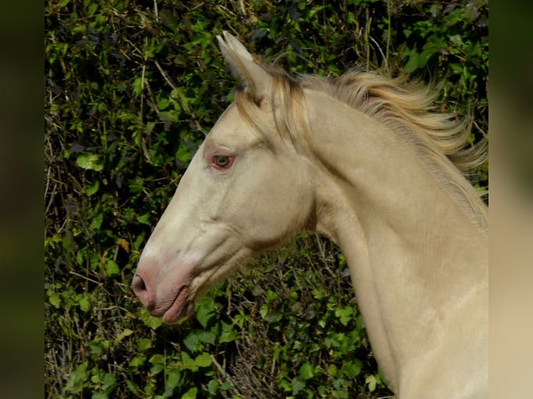 Palomino Mare 1 year Pearl in Grenoble
