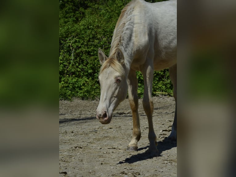 Palomino Mare 1 year Pearl in Grenoble
