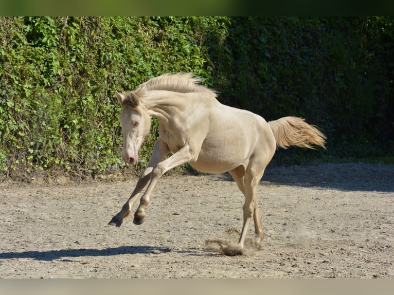 Palomino Mare 1 year Pearl in Grenoble