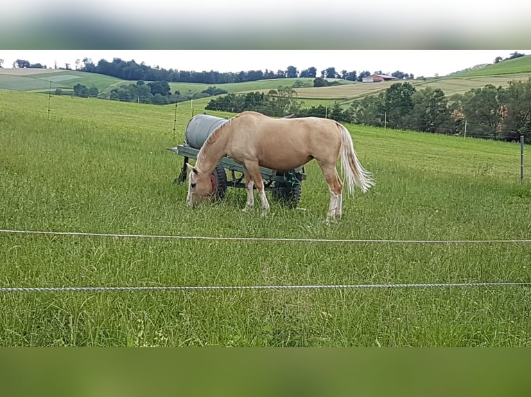 Palomino Mix Mare 20 years 15,3 hh Palomino in Bebra